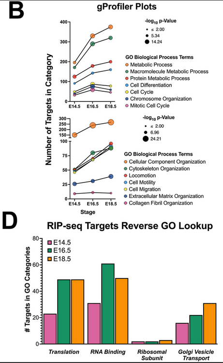 news4go's tweet photo. Did you catch the awesome new @PLOSGenetics paper from @GoniaGuy4 and the #CapelLab @DukeCellBiology? Not only a fantastic in-depth use of the #GeneOntology, but they also used @PANTHER_DB to examine two populations of male germ cells that express low or high levels of DND1
1/2 https://t.co/V2gTIkY6Ra