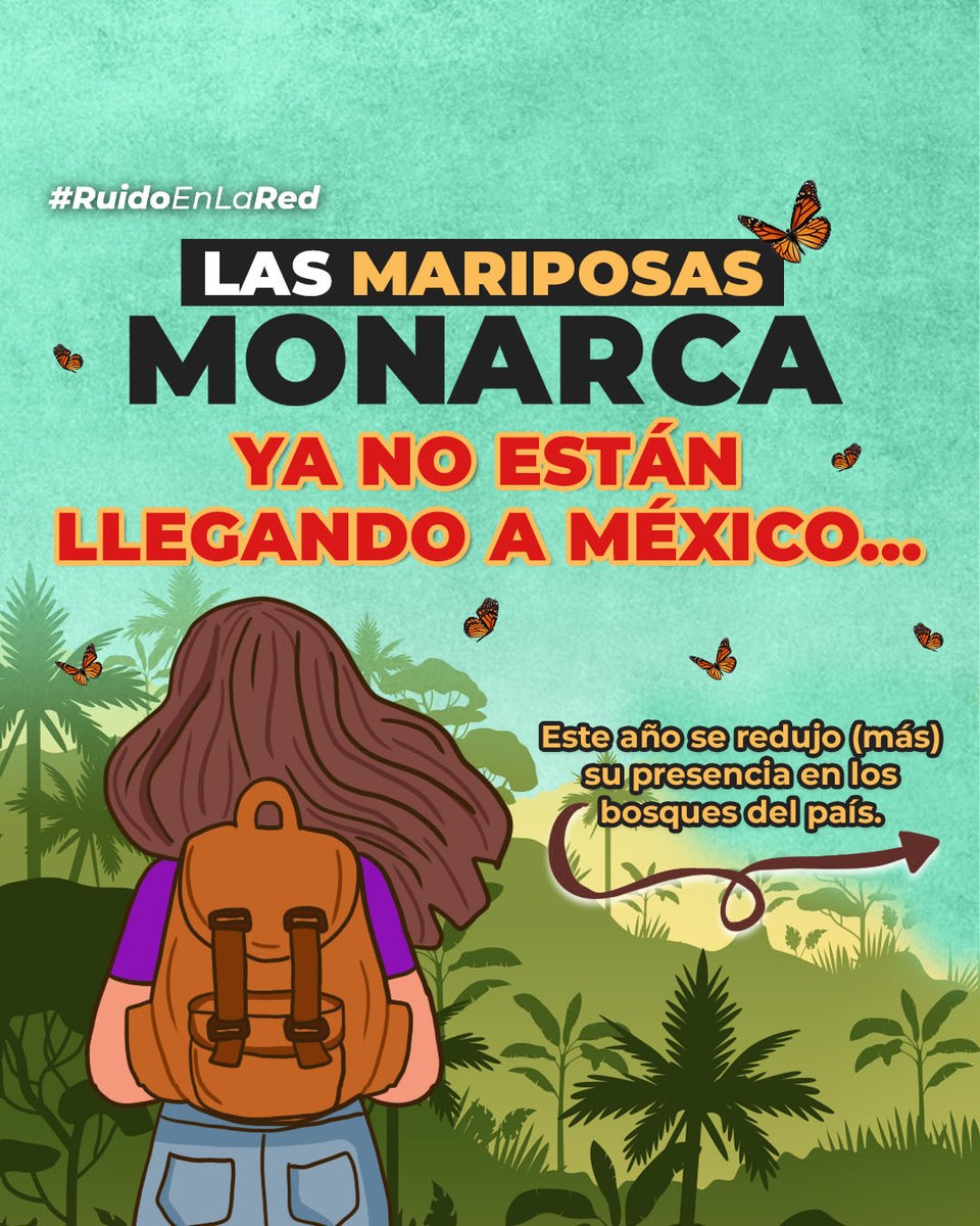 RuidoEnLaRed's tweet photo. Las mariposas monarca ya no están llegando a México

Este año se redujo todavía más su presencia en los bosques del país.😥 https://t.co/FiHynp1Umw