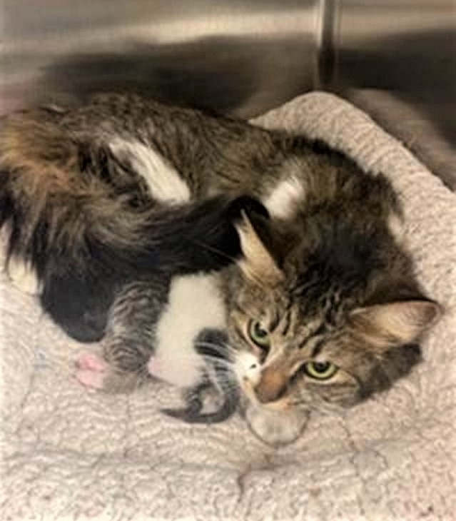🆘URGENT🆘PLEDGES NEEDED🙏🏽PLZ HELP IF YOU CAN🆘
💖SWEET 2YO #TABBY MOM + 3-1WO🍼#KITTENS🍼💖
🚨NEED💸PLEDGES 4 #RESCUE🚓ASAP! *GOAL $400🚨
➡ID 643374 -Mom
➡ID's 643375-377 -Kittens 
➡Cage 510 facebook.com/photo/?fbid=58…
🙏🏽#PLEDGE 2 #SAVEALIFE
#MARIETTA #GA <a href="/cobbkitties/">Cobb County Kitties</a> #CAT