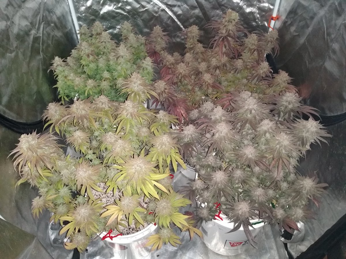 Last shot before harvest tomorrow at day 77!! Rainbow Pebblez f2 and ay'os strains bred by: @abseedco @Kstylis grown with @lotusnutrients @GrowStrongInd #lotusgrow #cannabisindustry #CannabisCommunity #420friendly #hightimes #growstrong