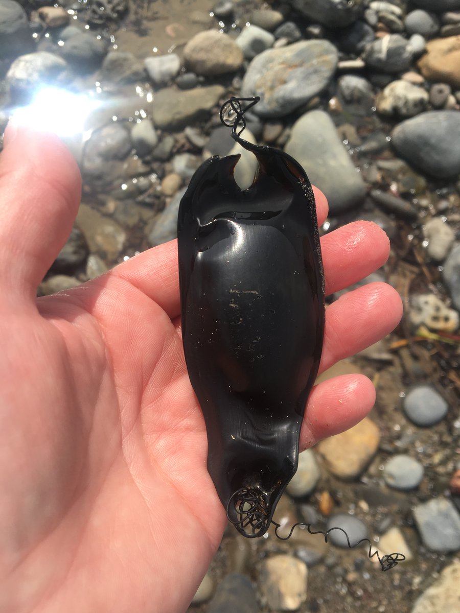 #Shark egg case I found on my recent trip to <a href="/UCSB/">UCSB</a> to #ultrasound endangered black #abalone.