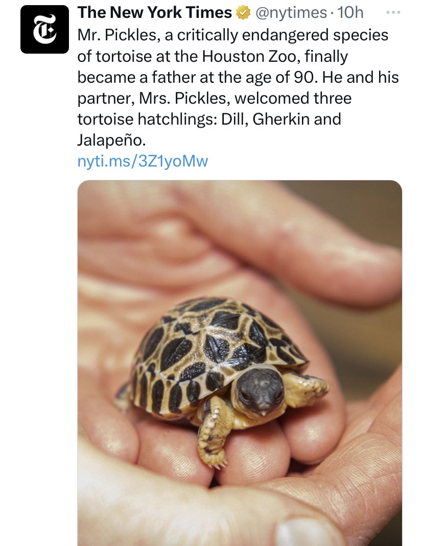 lindsey davis tweet media