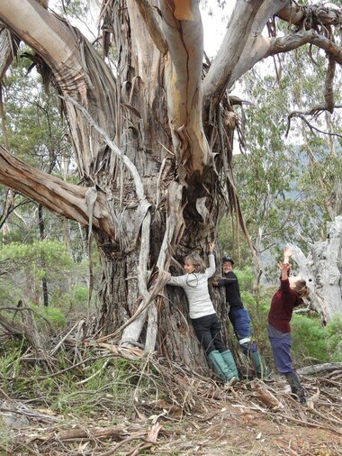 Today we're celebrating #NationalEucalyptDay by sharing some of our favourite gum trees. Eucalypts aren't just great trees in their own right, they provide essential habitat for wildlife #LoveAGum