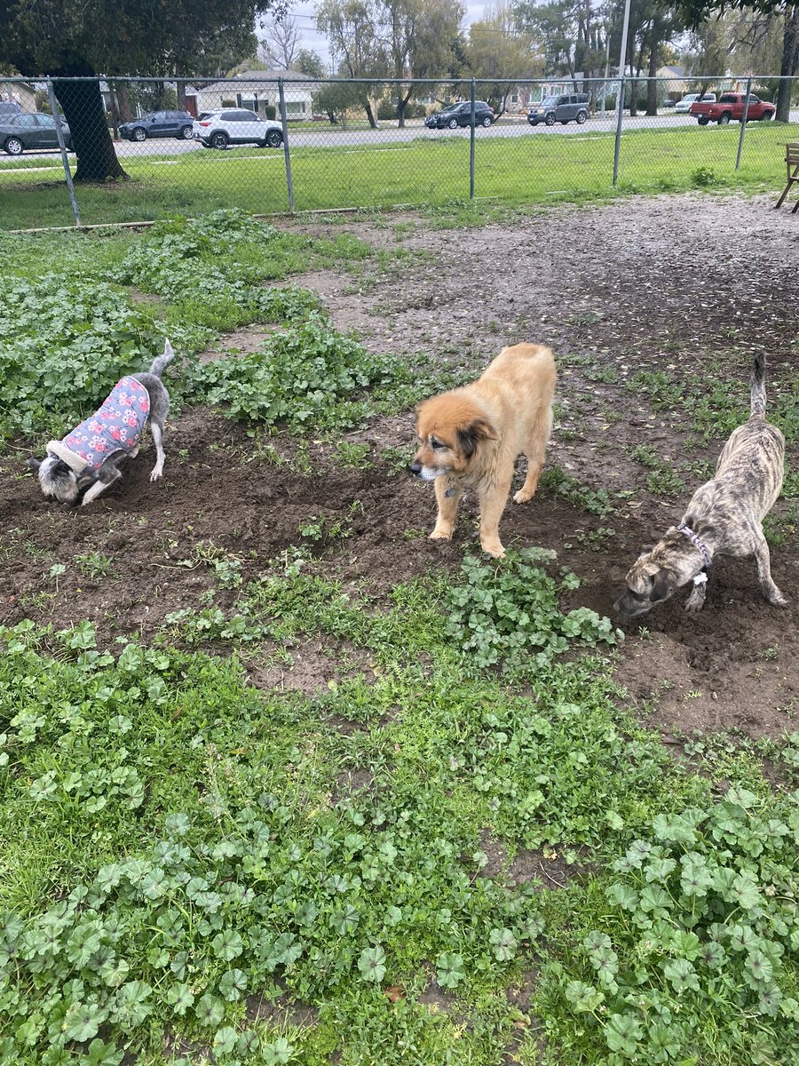 DannyDeraney's tweet image. Alright guys it’s #doggywednesday! 

Post the last pic you took of your doggy or animal! 🐶🐴🐔🐴🐷🐢

Sweet girl @Crosbydoggy meeting some new friends.