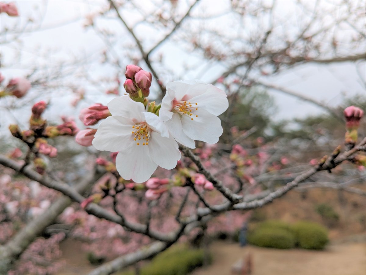 本日 #千光寺公園 のソメイヨシノの開花が発表されました♪例年ですと５日～１週間ほどかけて見頃を迎えます。尾道市内の「さくらの開花状況」：ononavi.jp/sakura/

#さくらの名所100選 #cocoronomichi #onomichi #尾道 #桜 #夜桜 #ソメイヨシノ