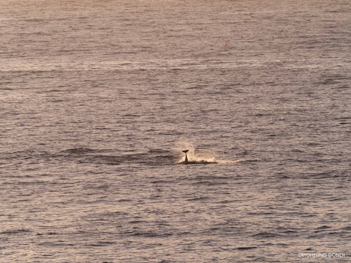 What a cracker!  Simply wow, after 3 days of pretty average light, this morning we had it all: first lights on point, golden sunrise and a pod of 40+ dolphins in the bay... Hard to beat a morning like this.  morningbondi.com/blog-1//what-a… #bondi #seeaustralia #ilovesydney
