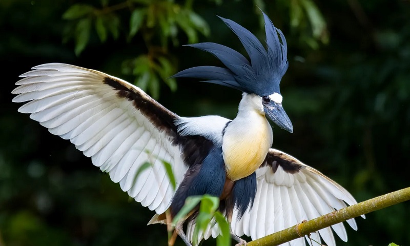 conexaoplaneta's tweet photo. O majestoso abrir do penacho em forma de #leque do #arapapá: o observador de aves e fotógrafo amador Ney Matsumura conseguiu registrar esse espetacular momento! A imagem foi feita num ninhal da espécie, na beira de um rio em Cachoeira de Minas: https://t.co/09sw8TOtlC https://t.co/lrIYs1OiFK