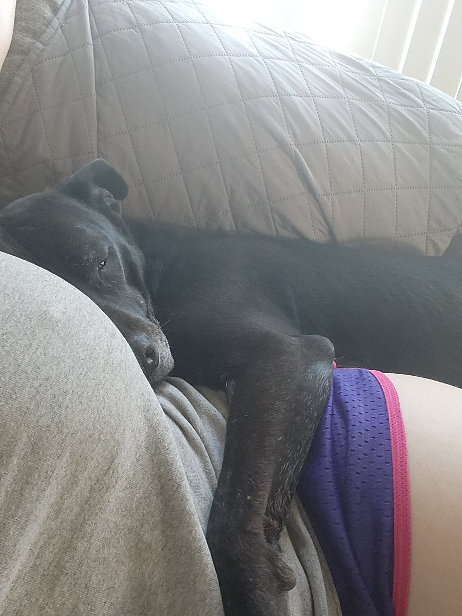 My dogs show me love by either burping in my face or cuddling 🥰