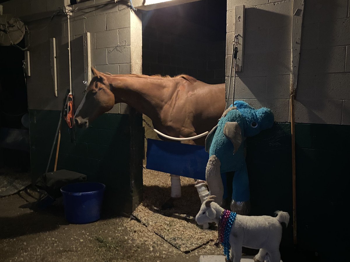 jbark131's tweet photo. Spooky Channel taking in the “calm”evening @fairgroundsnola as he overhears the rumbles of @TeamForster1 crawfish boil #finalfinal https://t.co/UNshhidrXR