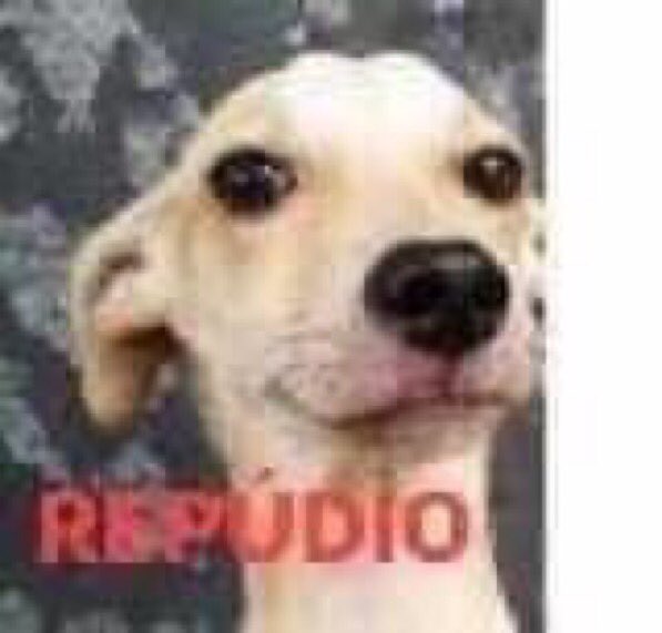 latinagirll_'s tweet photo. @DuybeniBra @centralreality o português da jumenta https://t.co/US6rLXzZnx