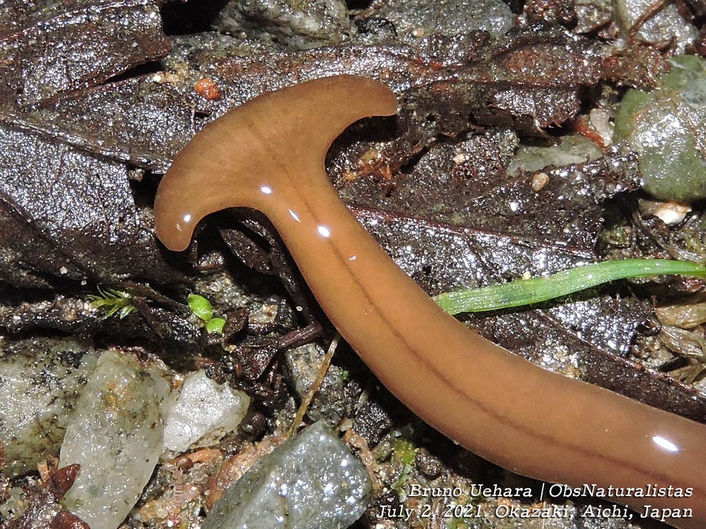 ObsNaturalistas's tweet image. É uma das muitas espécies de planária-cabeça-de-martelo (Bipalinae). São planárias terrestres e de vida livre, inofensivas pra nós. Também já encontrei algumas. 👇