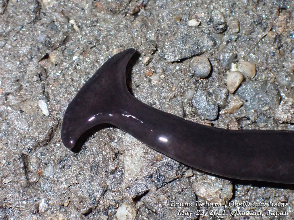 ObsNaturalistas's tweet image. É uma das muitas espécies de planária-cabeça-de-martelo (Bipalinae). São planárias terrestres e de vida livre, inofensivas pra nós. Também já encontrei algumas. 👇