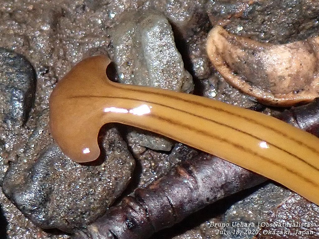 ObsNaturalistas's tweet image. É uma das muitas espécies de planária-cabeça-de-martelo (Bipalinae). São planárias terrestres e de vida livre, inofensivas pra nós. Também já encontrei algumas. 👇