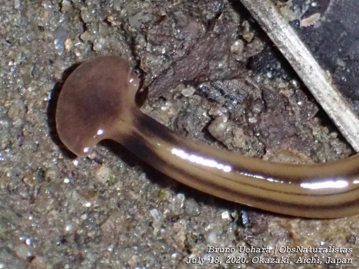 ObsNaturalistas's tweet image. É uma das muitas espécies de planária-cabeça-de-martelo (Bipalinae). São planárias terrestres e de vida livre, inofensivas pra nós. Também já encontrei algumas. 👇