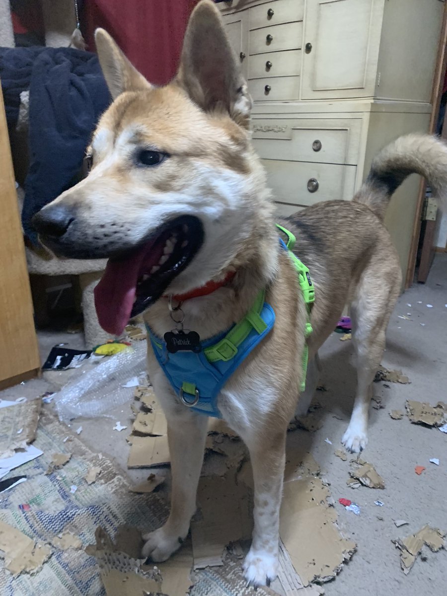 meggy_head's tweet photo. Him is so proud of hims mess. He killed that box all right. #KoreanVillageDog #meatdog https://t.co/44xkjNPd9Y