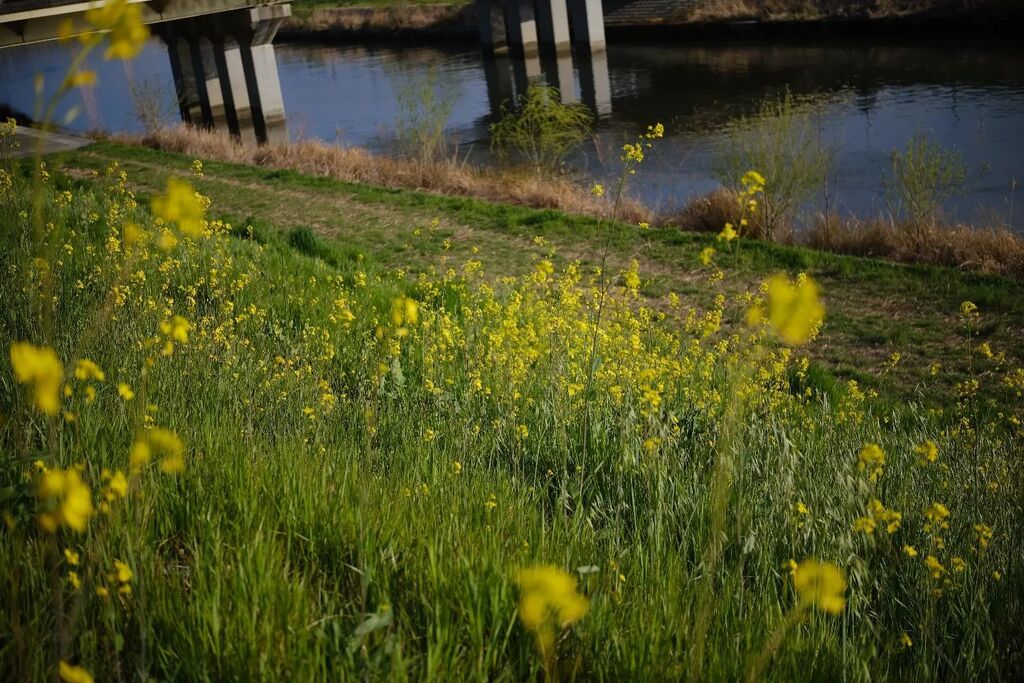 HueBrener's tweet photo. 野生の菜の花
昨日の帰り道
ランチパックを食べつつ
川沿いを歩くのが楽しく
お散歩中の柴犬とすれ違い
のんびりもぐもぐ
菜の花はゆらゆら
#FUJIFILM_XE4
#fujifilm #xe4
#Filmsimulation_ASTIA
#TTArtisan27mmF28
#stepdownring
#埼玉県 #南鳩ヶ谷 #新芝川 https://t.co/9T9ZV42Vre https://t.co/TeFPReUxjt
