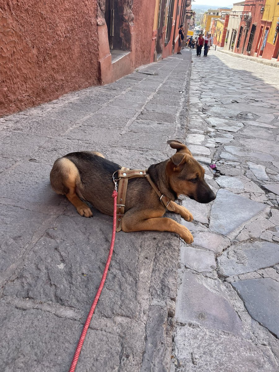 femminemm's tweet photo. Mi perro es una mezcla de pastor aleman con chihuahua https://t.co/iAwJHoOrEJ