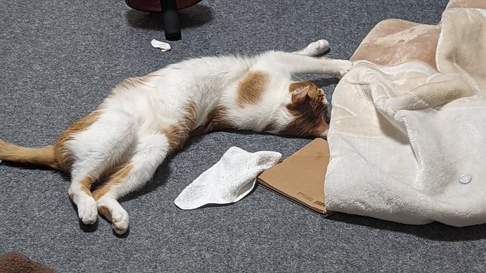 大暴れしたあと力尽きたか 