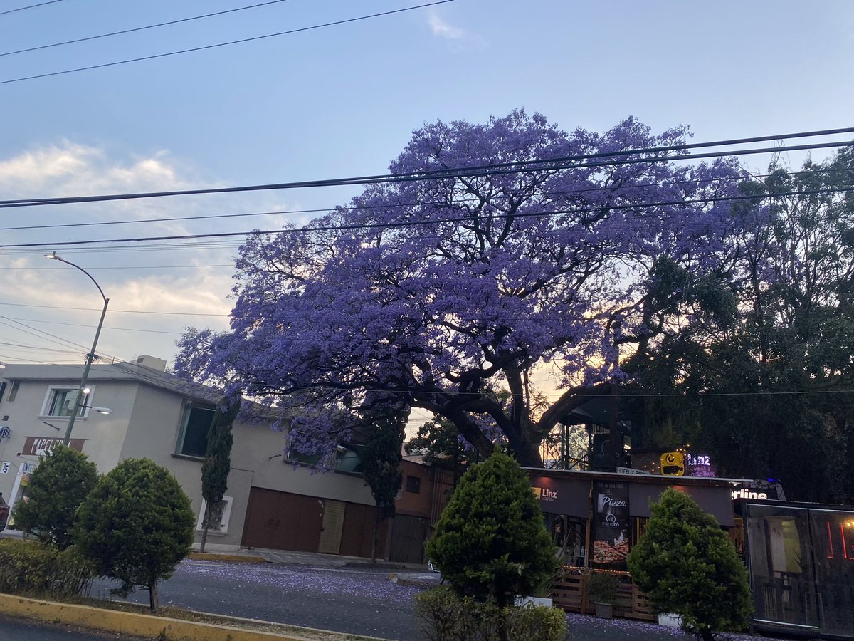 v_g_twt's tweet photo. amo cuando las calles se llenan de jacarandas https://t.co/T4N9iwWUdA