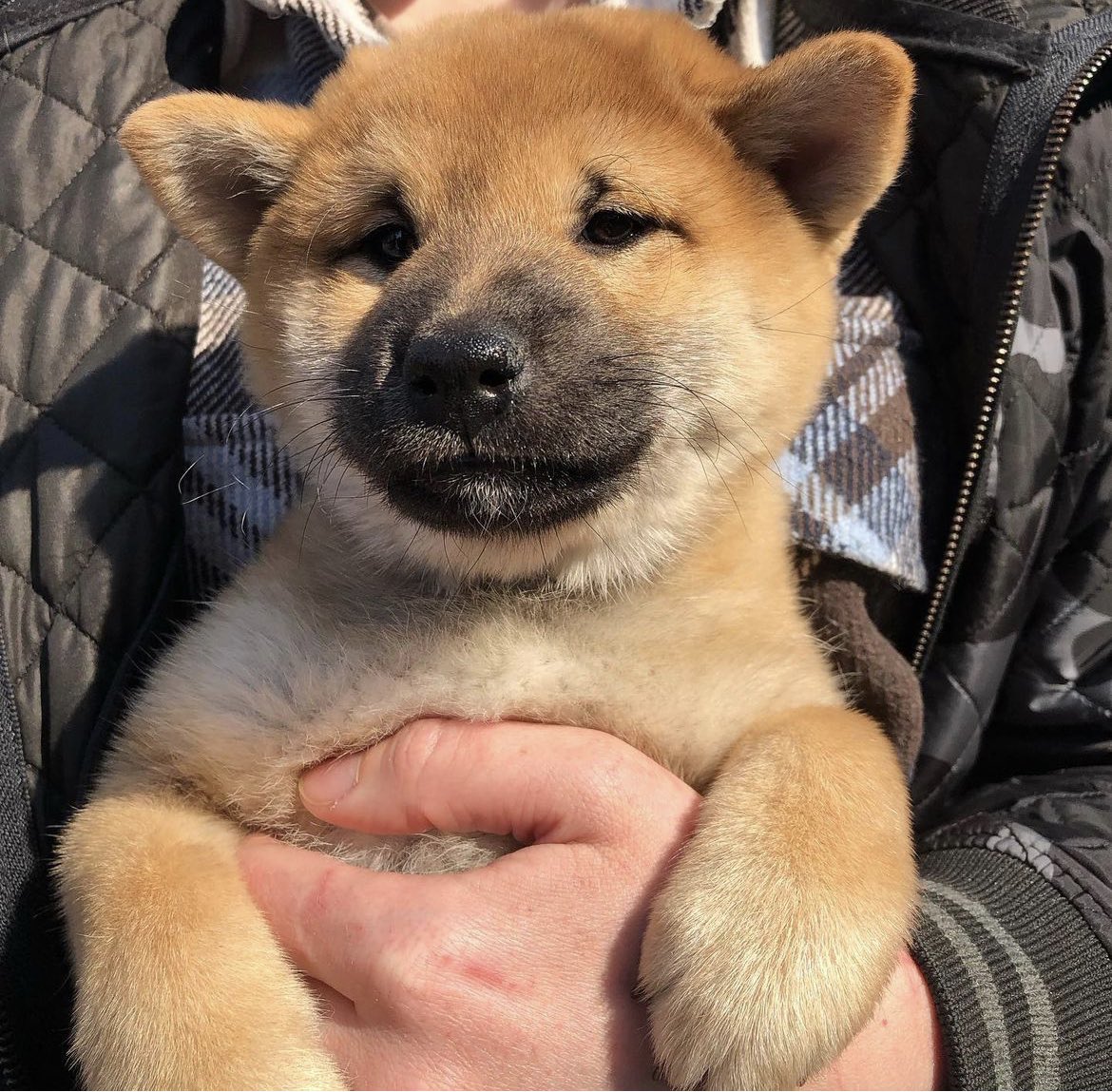 Shiba Making Moves tweet media