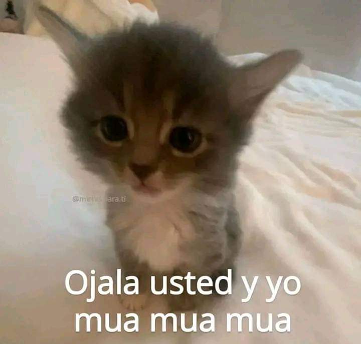 nacional_memes's tweet photo. -M https://t.co/tE03fm2TxD