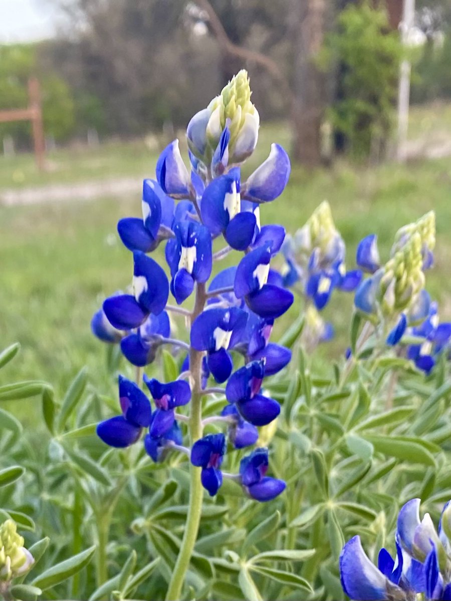 The onset of spring with the Texas Bluebonnet!   💙🤍 The rewards of harvesting and sowing! ☺️