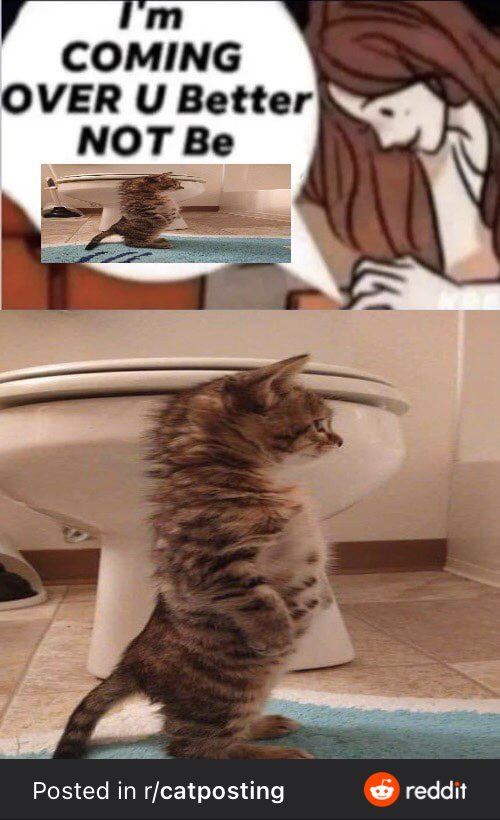 GoofyKittys's tweet photo. https://t.co/wsZWHxjokc