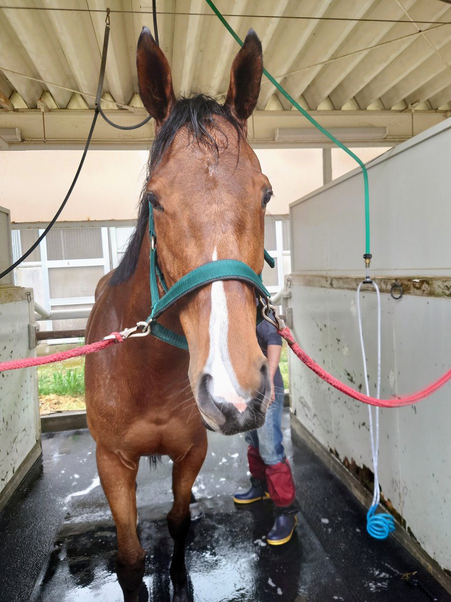 スライリーちゃんとライラックちゃんは、流星が反転しててまるで双子のようだけど、スライリーは素朴な美人系で、ライラックは派手な可愛い系で、あ~~~~本当に最高に可愛い相沢厩舎のアイドルでしょコレ!!!!!!