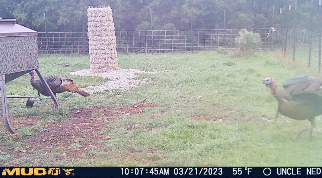 DrLongFrog's tweet photo. Wonder if these guys know what April 1 is???? #AdamsRanch https://t.co/uELAcQMuvd