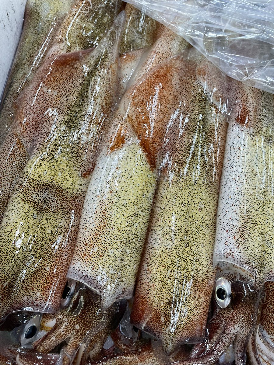 minashin219's tweet photo. 続報です🫡
赤いなめろう390円、生南蛮エビ12尾298円、g 258円、特大活ヤリイカ1杯698円、活ズワイガニ1杯498円👍
活ホタテ大4枚1000円、登別貝ホッキ1個198円も😆
白いMSお刺身は13種🫡
自家製干物、羅臼ホッケ、ナメタ、銀ガレイ、宗八、至高の塩サバ🫡 https://t.co/tYMPIGAiLS