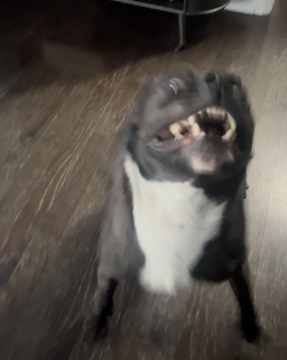TeezLebanese's tweet photo. When your Defcon Canine merch gets delivered https://t.co/G4e7Ex6K47