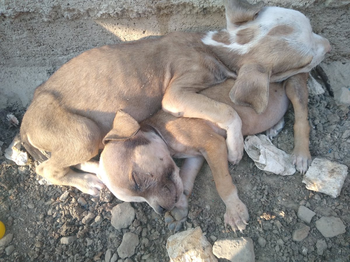 Melissita1204's tweet photo. #AYUDA URGENTE estos perritos han sido encontrados abandonados en un terreno en Jicamarca (x donde pasó el huayco). Se está buscando ayuda para llevarlo al vet y luego buscarles adoptante. Por favor, apoyemos todos. Info 993 133 307 Gabriel RT POR FAVOR #Lima https://t.co/y88x9qbwvM