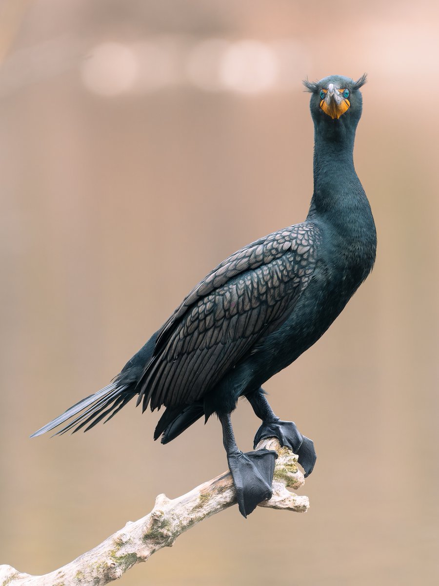 chirpsofnewyork's tweet photo. A Double-crested Cormorant displaying its crests of stringy black feathers at The Lake, Central Park
 #birds #birding #birdwatching #birdphotography #birdcpp https://t.co/Ir10Lj3QRQ