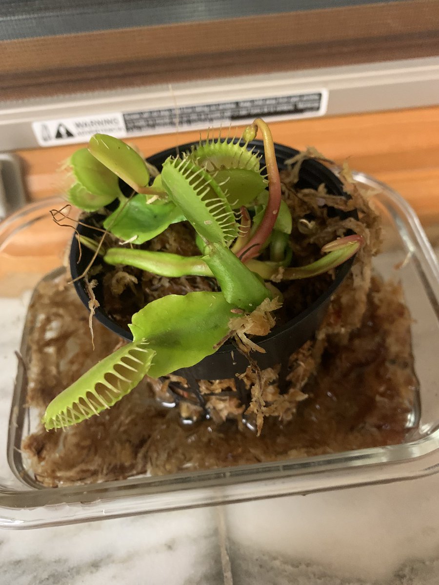 MrsO_TCE's tweet photo. Students are currently doing an inquiry into plants from different biomes. We also had a new species of plant join our classroom &amp; we’re researching  how to take care of it! #TCECardinals #inquiry https://t.co/zosF1sBwnW