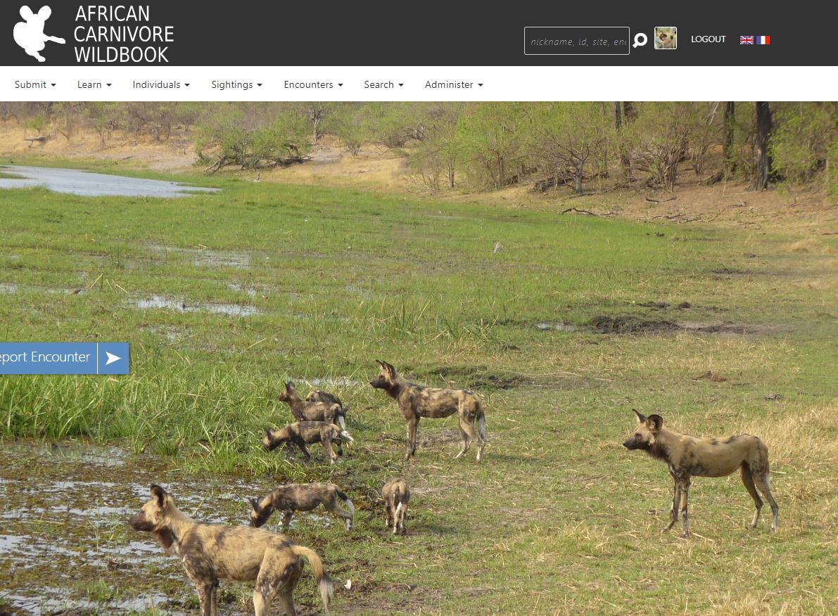 alexbraczkowski's tweet photo. 🚩To everyone on here who is identifying carnivores on camera trap photos I highly suggest the @ACWildbook 🐆This human assisted machine learning animal identification platform is headed by  Maureen Reilly and she is looking for scientists working in Africa to use the platform! https://t.co/A4XY65Or9i