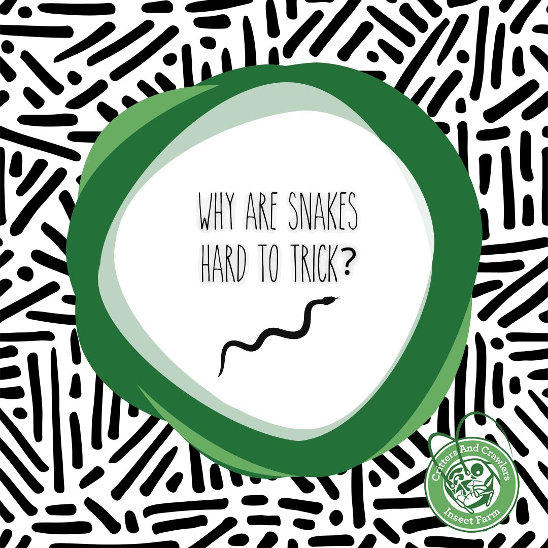 crittercrawlers's tweet photo. Q: Why are snakes hard to trick?
A: No one can pull their leg!

#critters #crawlers #crittersandcrawlers #YYC #liveinsects #livefeederinsects #petfood #livepetfood #jokes #bugjokes #dadjokes https://t.co/bnGcZKXI40