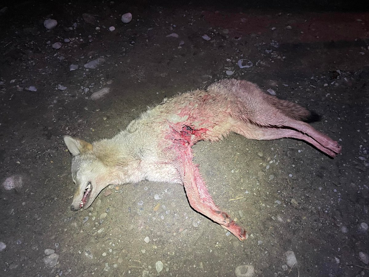 BanKillContests's tweet photo. .@PayPal @AskPayPal @PayPalNews @PayPal4Business @paypaldev Hey, take a stand against coyote-hunting contests! Coyote hunters are the lowest of the low...shooting to see them suffer the most. #BanCoyotekillingContest #coyotes #gutshot #sadistic #slobhunting #bankillingcontests https://t.co/dSxFMbhVJh