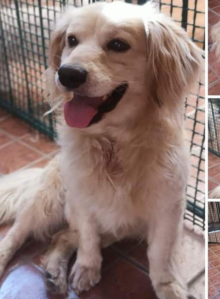 Amig@s, este pequeñito busca un hogar para toda la vida. Se lleva bien con todos, esta con chip, vacunas y castrado :) favor RT!!! Encontremos el mejor hogar para el!!
Contacto: +56 9 8263 9753
#SantiagodeChile
#tenenciaresponsable