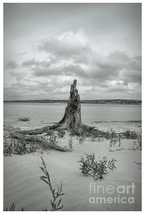 LeslieDye3's tweet photo. New artwork for sale! - "Black and White Driftwood on Lake Waco Sandy Beach" - https://t.co/8Y65LkJtpH @fineartamerica https://t.co/PIsvgPQNng