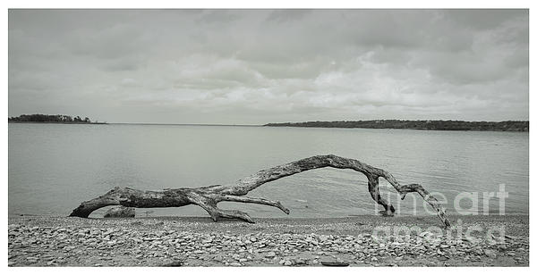 LeslieDye3's tweet photo. New artwork for sale! - "Black and White Driftwood on Lake Waco Sandy Beach 3" - https://t.co/xIzUXrAn7I @fineartamerica https://t.co/SbDP6CbX7T