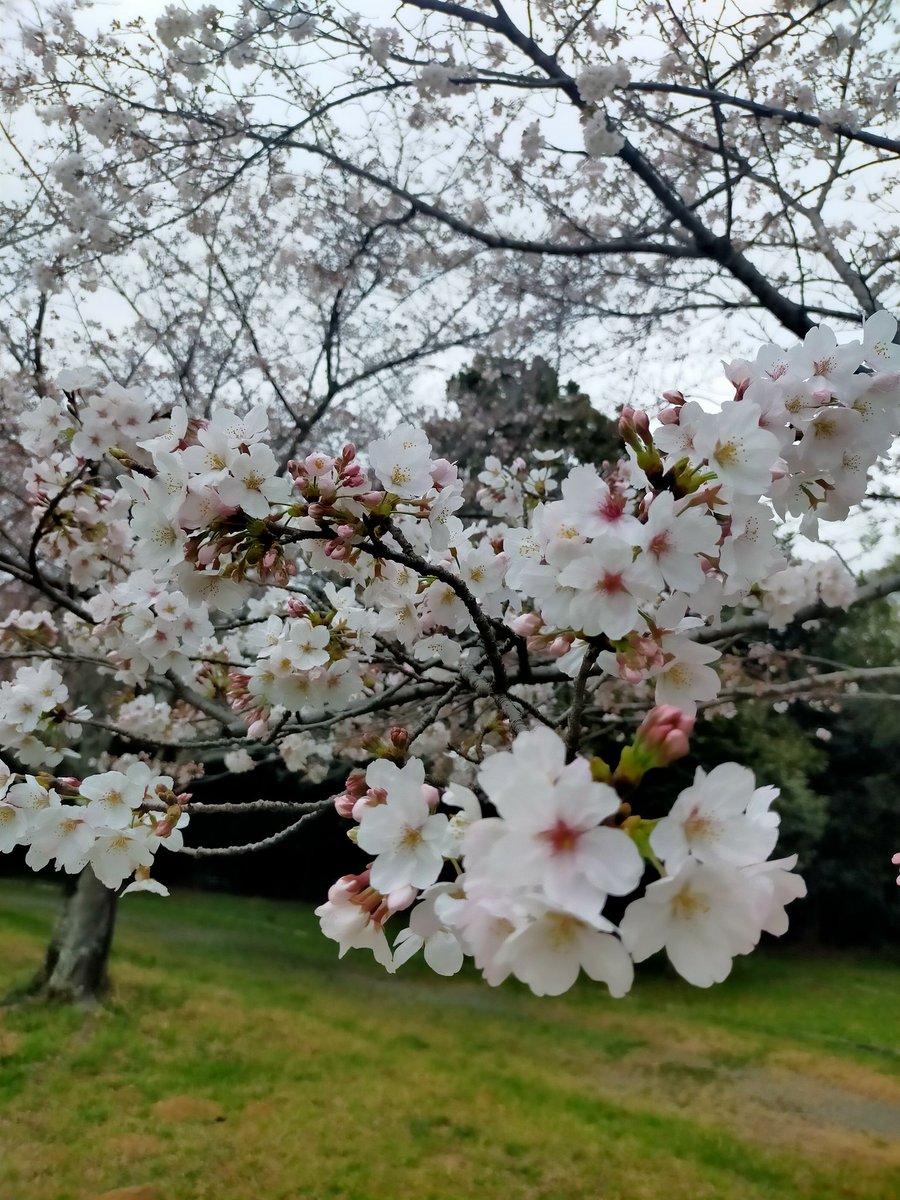yoshi777coro's tweet photo. 桜🌸を前にTOILETタイムのラッキー🐶はソワソワ場所探し😆☺️ https://t.co/ZPjUyyh2lC