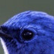 jiving_queen's tweet photo. Look at the evidence #birdsarentreal https://t.co/IwTIzd8zos
