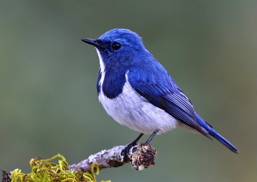 jiving_queen's tweet photo. Look at the evidence #birdsarentreal https://t.co/IwTIzd8zos