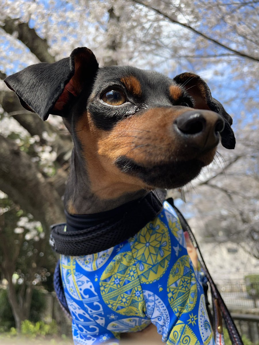 全新品 kanappe様専用 unico 証明 ACTUS 無印良品 - marvit.com.br