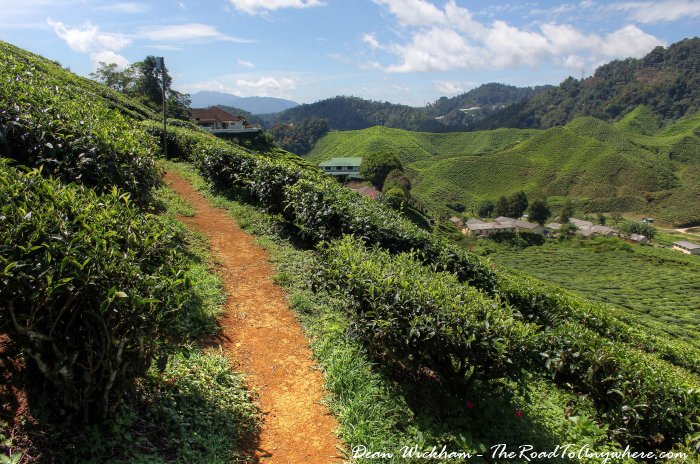 This one was taken in the Cameron Highlands in #Malaysia. I walked about 4 kilometres out of the town of Tanah Rata and came across this tea plantation. 
#travelphoto
