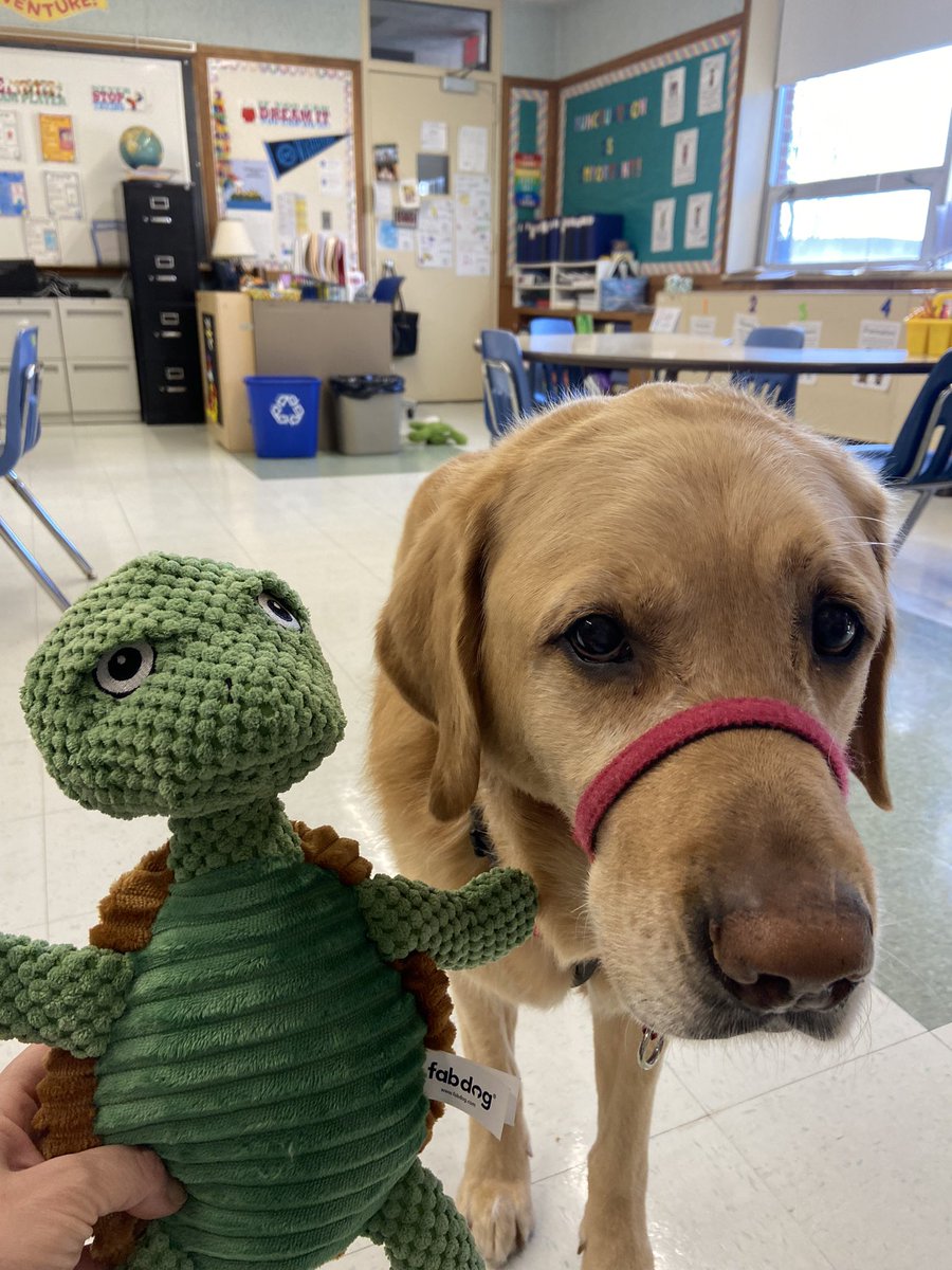 franklinneads's tweet photo. Hey, it’s Franklin!  And Franklin! 😃 Thanks @BabinTracey #medfieldps #wheelockians https://t.co/eepLWiUu9e