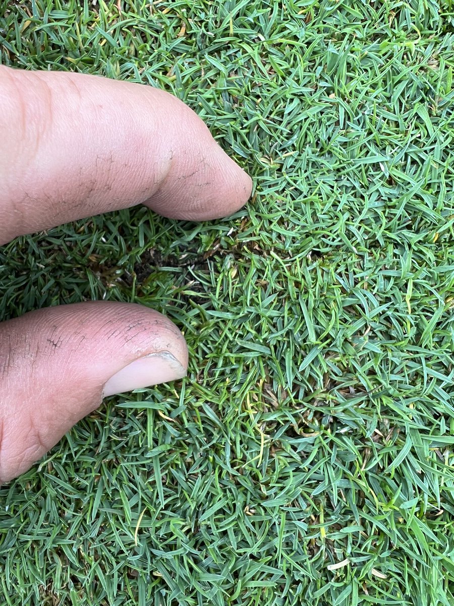 nturner1989's tweet image. Brad from Country Lawns, building up the numbers of bent grass in our old push up greens. Looking forward to see the results!