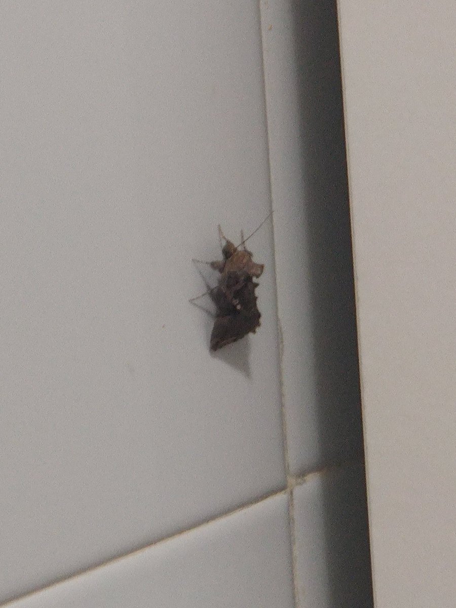 HdzSims4's tweet photo. Ayuda apareció este bicho tan feo en mi baño, alguien sabe que es? Parece una polilla muy rara y gigante 😢😭😭😭 https://t.co/JP7oXdMe2B