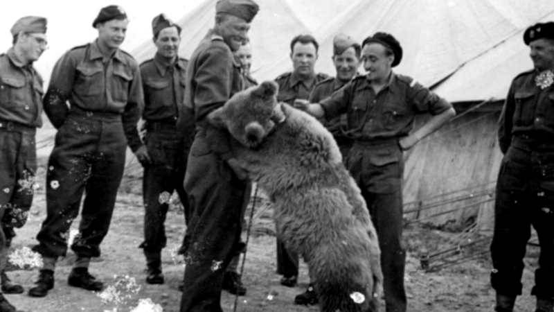 HentaiSem's tweet photo. equipamentos, e até aprendeu a saudar os superiores militares. Durante a Batalha de Monte Cassino, em 1944, Wojtek ajudou os soldados a transportar caixas de munição para a linha de frente, tornando-se um símbolo de coragem e lealdade. https://t.co/1XJg54HKuf
