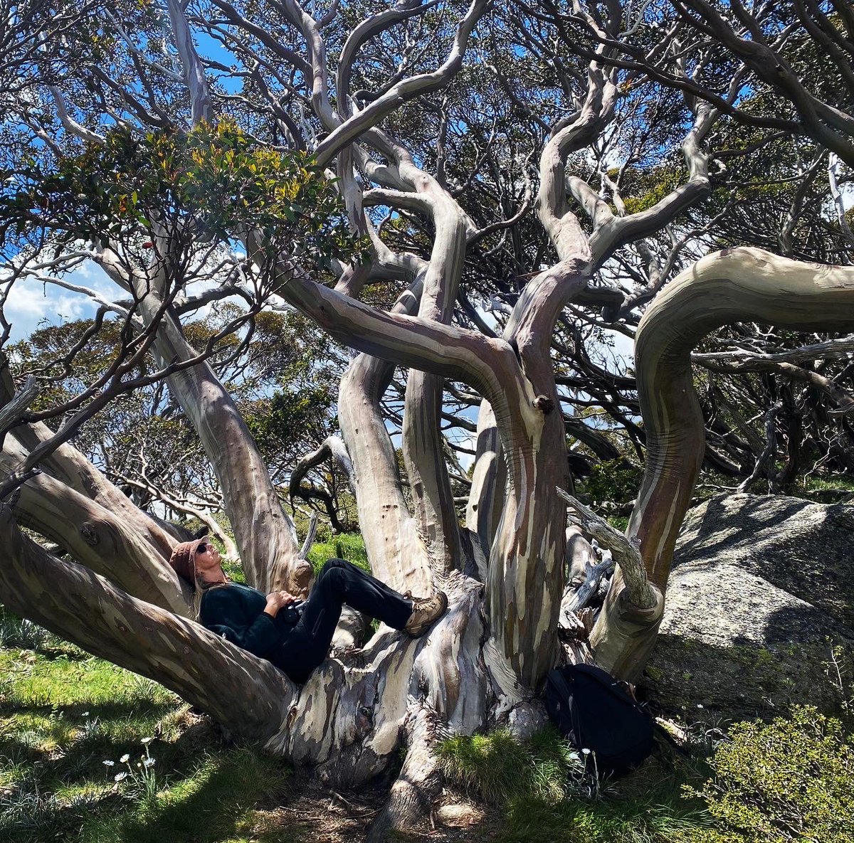 Celebrating this glorious snowgum on #NationalEucalyptDay. Ancient tree, cradling me & many creatures. Spectacular Eucalyptus pauciflora, with a misleading name (saw many flowers on this day, but that’s the legacy of a Namer seeing a snapshot) Ngarigo name?#kosciuszko #LoveAGum
